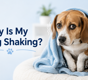 why is my dog shaking