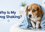 why is my dog shaking
